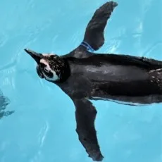 てんてんこ