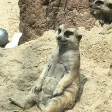 상록수