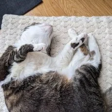 恋狸