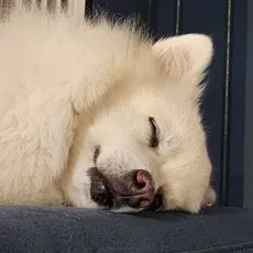 단애
