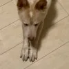 金棒てかてか