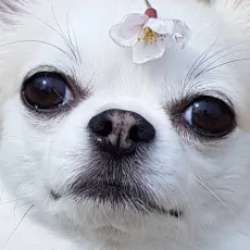 김블루