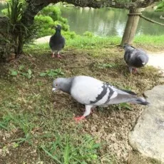 胃出ショータ