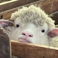 보혈