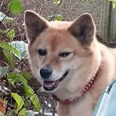 オブチシュン