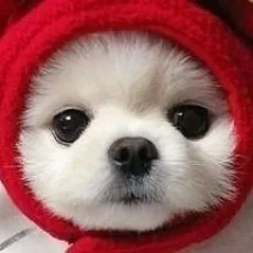 자태