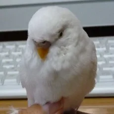あさのみこ