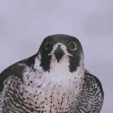 風深模杳