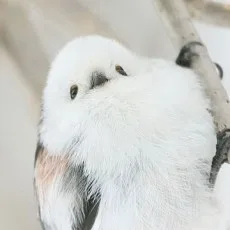 えながゆうき