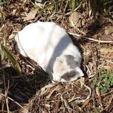 びゃくし