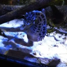 三河康ニ