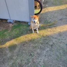 赤井ハコ