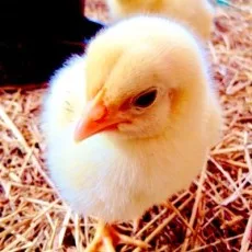 chick