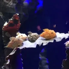 ウミト
