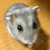 荒木りりん
