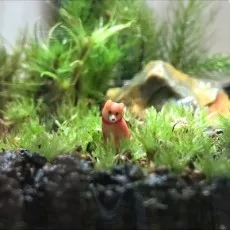 本椅翔