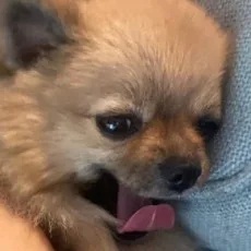 やまこんぶ