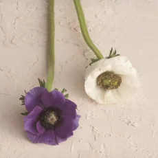 뚜또리