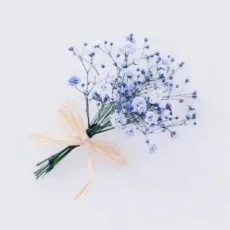 伽野せり