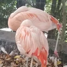 鵠