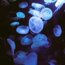 早瀬黒江