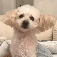 麻木琴加