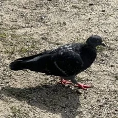 都築真佐秋
