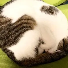 本郷司