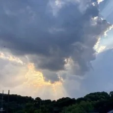笹