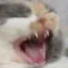 十闼