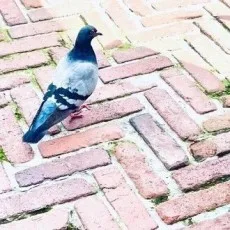 鳩さわこ