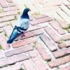 鳩さわこ