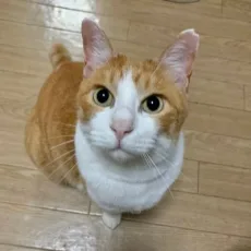 岬かおる