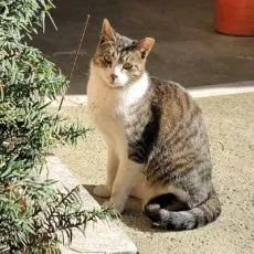 닷군이