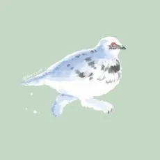 杜鳴ひなき