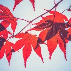 狸谷ぽん