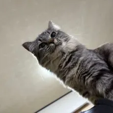 つぼみ可奈