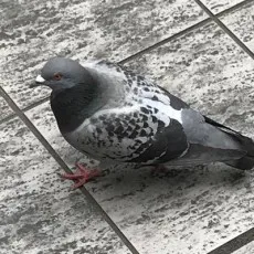 Hiramedousa