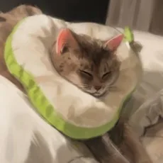 캐셔멍