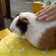 かわもりかぐら