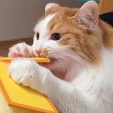 枝豆ずんだ