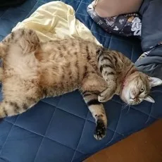 棗