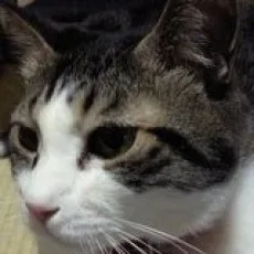 藪犬小夏