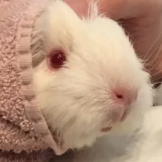 田辺チカ