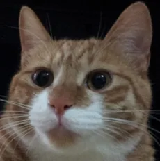 홍유라