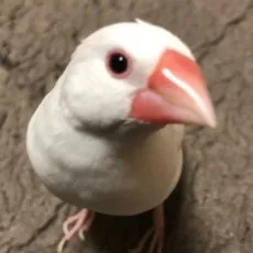 よどら文鳥