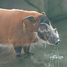 今泉香耶