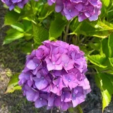 夕立悠理