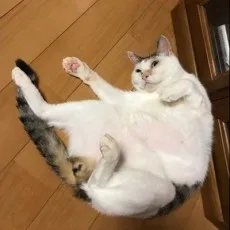 山本まゆり