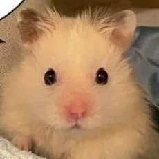멤분